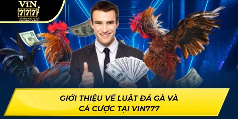 Giới thiệu về luật đá gà và cá cược tại VIN777